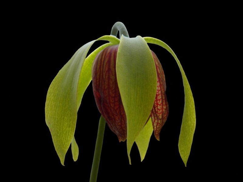 cobra-lilly-flower-800x600.jpg